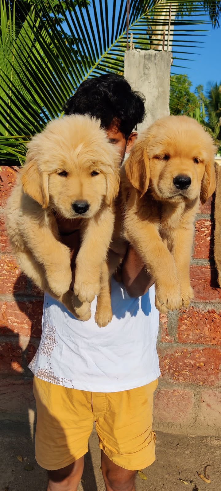 Order Female Golden Retriever Puppy from Jaipur